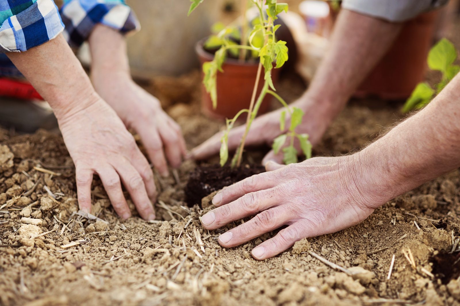 Augusta Gardeners Plant Vegetables Mid-July With Deep Watering, Mulch Tips